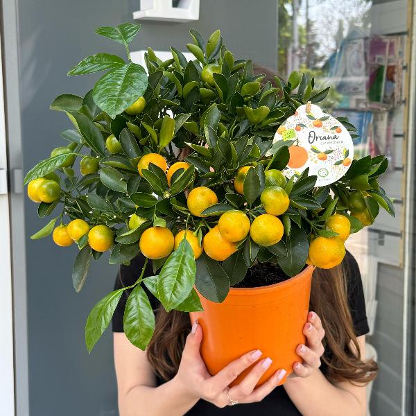 Мандариновое дерево Мандариновое дерево
